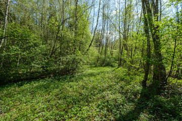 fresh green forest trees in spring