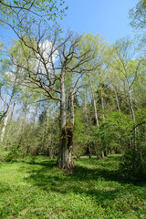 large oak tree in spring green forest
