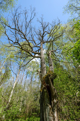 large oak tree in spring green forest