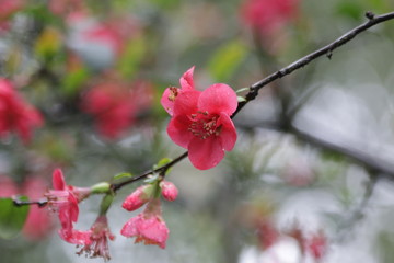 Red Plum Blossom,  a symbol of  renewal, vitality, and beauty