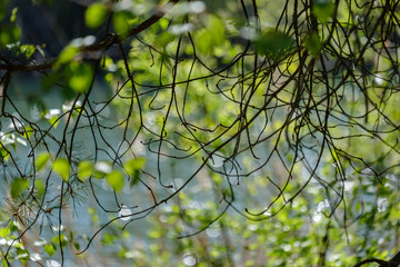 young fresh green birch tree leaves in spring