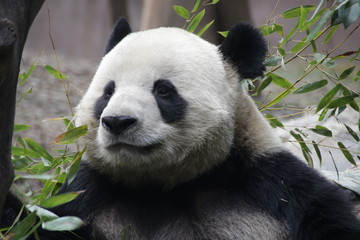 Fototapeta premium Close up Round Face Panda 