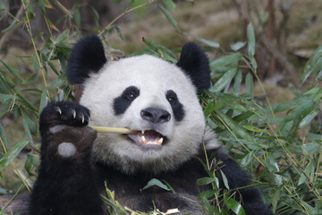 Fototapeta premium Happy Fluffy Panda is Eating Bamboo, Chengdu, china