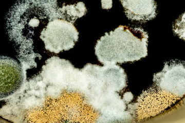 green mold formation in a petri dish, abstract microbiological texture