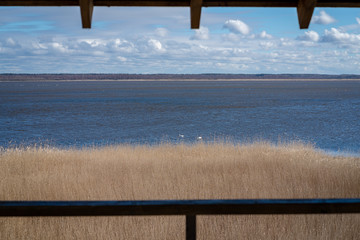 Obraz premium a large lake with many white swans, two visible near the rushes, a natural landscape with a lake and interesting clouds in the blue sky
