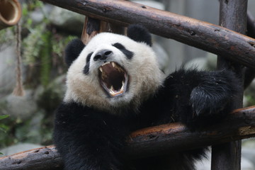 Funny Giant Panda is Yawning, Chengdu, China
