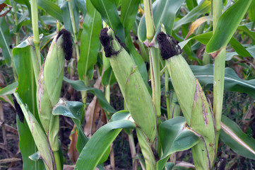 On the stem of corn ripens the cob