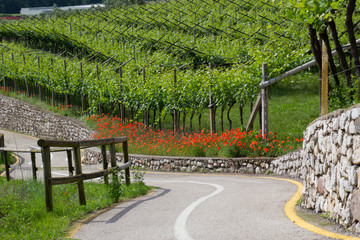 Radweg durch Weinberge mit rotem Klatschmohn