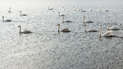 a group of swans are floating on the water in windy weather