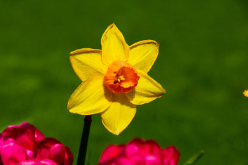 daffodils in the garden