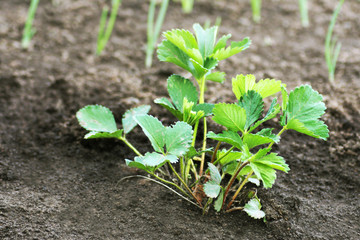 Large green strawberry leaves.