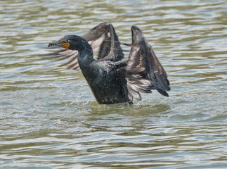 Cormorant in water