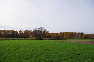 Field