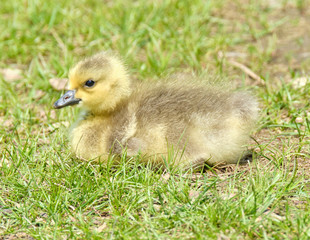 Gosling in the grass