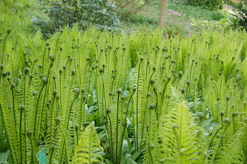 fern growth up