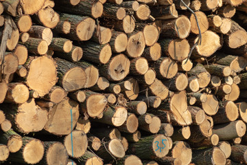 Frisch geschlagene Baumstämme im Wald aufgestapelt zu großen Stapeln, markiert und bereit zur Abholung