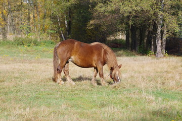 Horse © Mateusz