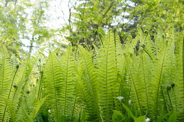 Fototapeta premium fern