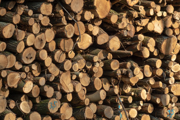 Frisch geschlagene Baumstämme im Wald aufgestapelt zu großen Stapeln, markiert und bereit zur Abholung