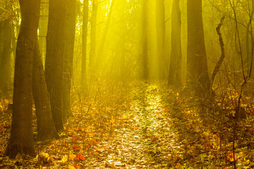 Autumn forest in the morning in a sunny rays in warm golden tones_