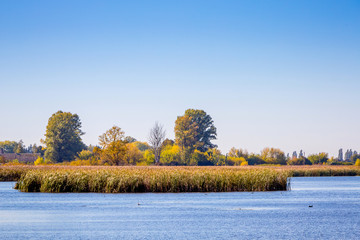 River with thickets of cane and trees under the blue sky_