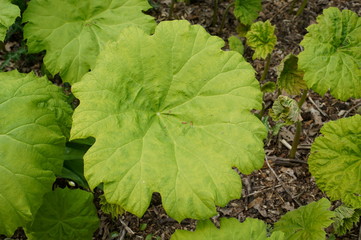 Jurassic ,World,Forest,leaf,plant