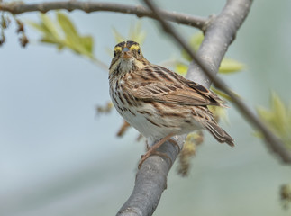 Savannah sparrow in a tree