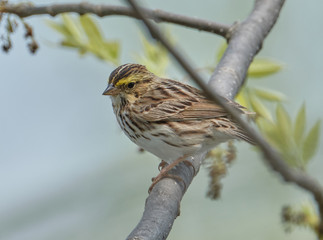 Savannah sparrow in a tree