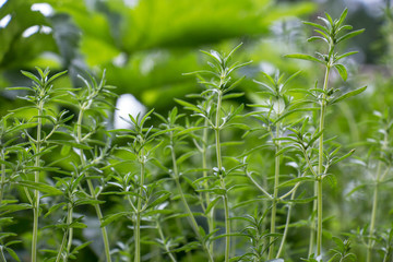 Winter savory herb, Satureja montana, in early summer. Fresh winter savory