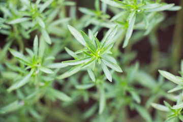 Winter savory herb, Satureja montana, in early summer. Fresh winter savory