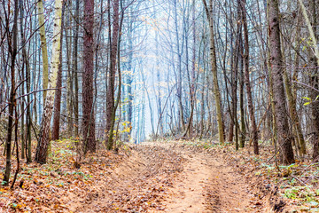 Obraz premium Bare trees in the autumn forest on both sides of the road_