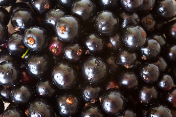 Black currants. Ripe berries of black currant