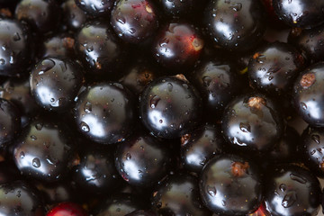 berries black ripe currant, natural background for design