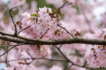 Sakura blossom in spring in the park. Rose petals.