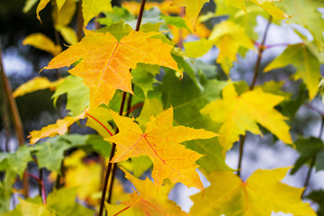 Yellow leaves on the branches of the maple in the autumn forest_