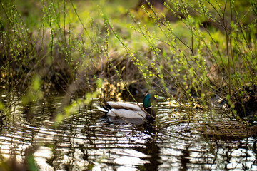 Ducks floating on the river channel.