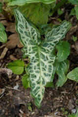 seltenes Blatt,plant Zebra,Butterfly leaf