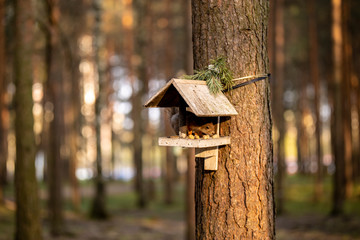 squirrel eats nuts on a tree.