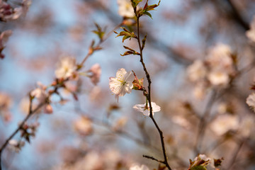 Sakura blossom in spring in the park. Rose petals.