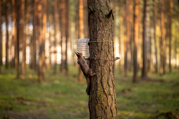 squirrel eats nuts on a tree.