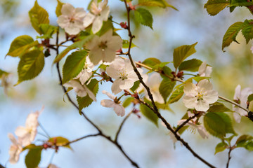 Cherry blossom in spring in the park. Close up