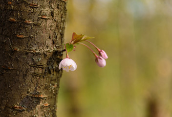 Sakura blossom in spring in the park. The first flowers of sakura on the new branch.