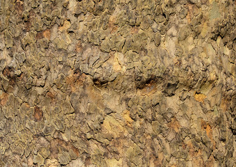 Trident Maple bark background