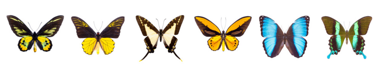 Set of beautiful and colorful butterflies isolated on white.  © Acronym