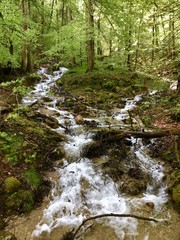 Fototapeta premium Waldfluss im Nationalpark Berchtesgaden (Bayern)
