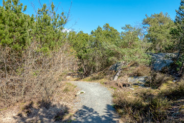 Styrso island forest