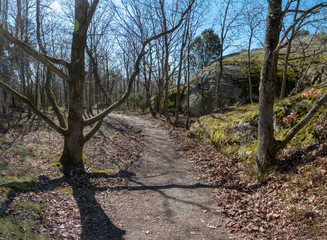 Fototapeta premium Styrso island forest