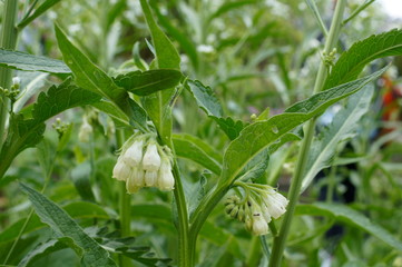 Echte Beinwell (Symphytum officinale), auch Gemeiner Beinwell, Arznei-Beinwell, Beinwurz, Bienenkraut, Hasenlaub, Milchwurz, Schadheilwurzel, Schmalwurz