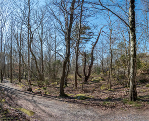 Styrso island forest