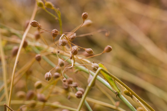 Camelina Sativa plants with ripe seeds on the plantation